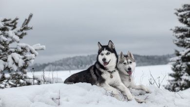 اهلیسازی سگها درطول تاریخ بارها بهطور مستقل انجام شد