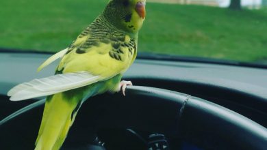 اگر پرندهای داخل کامیون پرواز کند، از وزن کلی کامیون کاسته میشود؟