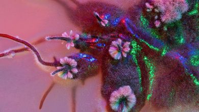 برندگان مسابقه عکاسی زیستشناسی ۲۰۲۴