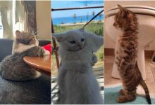 تصاویری از بچه‌گربه‌ها که قند در دلتان آب می‌کنند