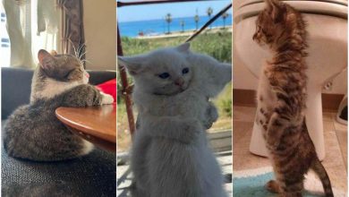 تصاویری از بچهگربهها که قند در دلتان آب میکنند