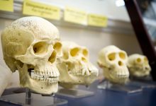 دانشمندان ادعا می‌کنند گونه‌ای جدید از انسان‌تباران را در شمال چین کشف کرده‌اند