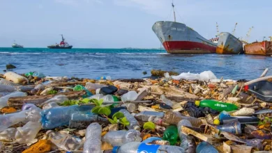 دانشمندان ژاپنی پلاستیک سازگار با محیطزیست ساختهاند که در آب دریا حل میشود