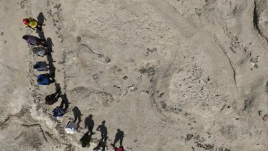 ردپاهای ۱٫۵ میلیون ساله در کنیا از همزیستی انسانتباران باستانی خبر میدهند