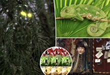 رویای نامرئی شدن به حقیقت می‌پیوندد؟