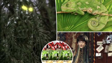 رویای نامرئی شدن به حقیقت میپیوندد؟