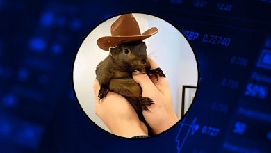 صعود دوباره پینات؛ لیست شدن در کوینبیس قیمت PNUT را بالا کشید!