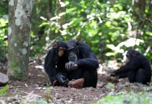 فرهنگ انباشتی مختص انسان نیست؛ شامپانزهها نیز دانش خود را به اشتراک میگذارند