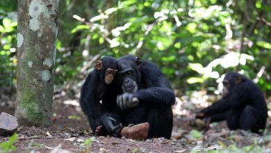 فرهنگ انباشتی مختص انسان نیست؛ شامپانزهها نیز دانش خود را به اشتراک میگذارند
