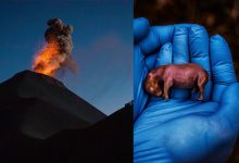 لحظاتی که دنیا را شکل میدهند: تصاویر برگزیده نشنال جئوگرافیک ۲۰۲۴