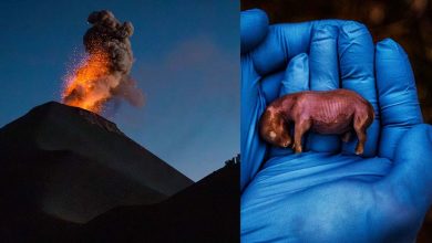 لحظاتی که دنیا را شکل میدهند: تصاویر برگزیده نشنال جئوگرافیک ۲۰۲۴