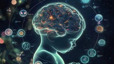 مدلهای سن مغز: کلیدهای جدید برای درک رشد نوزادان