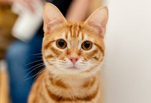 معمای ژنتیکی گربههای نارنجی سرانجام پس از ۶۰ سال جستجو حل شد