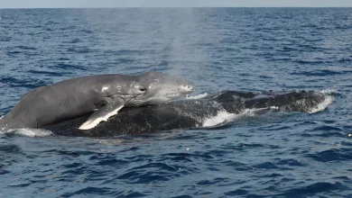 نهنگ گوژپشت نوزاد با تولید صداهای بامزه از مادر خود درخواست شیر میکند