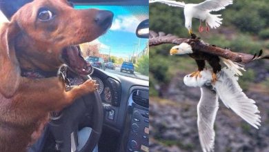 وقتی زندگی عادی مثل صحنهای از فیلمهای بالیوودی بهنظر میرسد