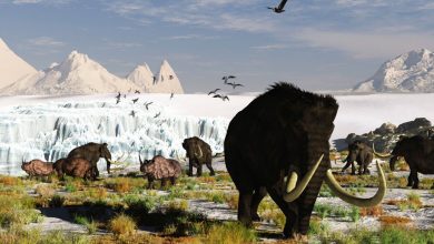 پل خشکی برینگ: آیا باتلاقی باستانی سیبری و آمریکا را به هم متصل می‌کرد؟