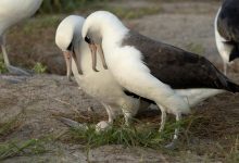 پیرترین پرنده وحشی شناخته‌شده جهان در ۷۴ سالگی تخم گذاشت