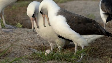 پیرترین پرنده وحشی شناختهشده جهان در ۷۴ سالگی تخم گذاشت