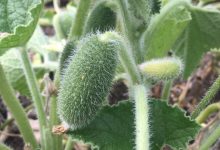 چگونه گیاه خیار آب پران دانههای خود را تا ده متر دورتر پرتاب میکند