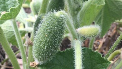 چگونه گیاه خیار آب پران دانههای خود را تا ده متر دورتر پرتاب میکند