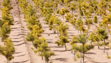 چین در خط مقدم مقابله با بیابانزایی: ساخت دیوار سبز بزرگ در بزرگترین بیابان کشور