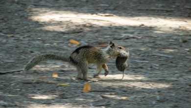 کشف تکاندهنده: سنجابهای کالیفرنیا به قاتلان خونسرد جوندگان دیگر تبدیل شدهاند