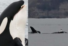 کلاهی از ماهیهای مرده؛ مد جدید نهنگهای قاتل