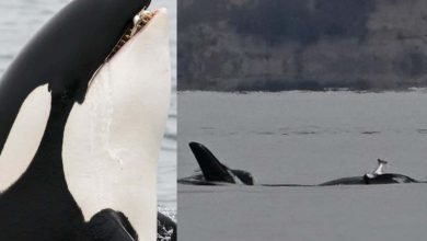 کلاهی از ماهیهای مرده؛ مد جدید نهنگهای قاتل