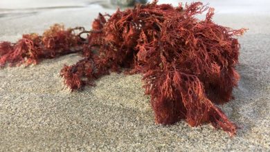 یکی از افزودنیهای لبنیات میتواند خطر ابتلا به دیابت نوع دو را افزایش دهد