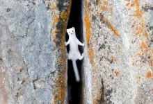 ۱۹ تصویر علمی برتر در سال ۲۰۲۴: لحظات خیرهکننده از اعماق فضا تا جهان پنهان زیر میکروسکوپ