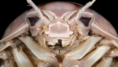 با دارث ویدر اعماق دریا آشنا شوید؛ کشف گونهای غولپیکر از جورپایان دریایی در ویتنام