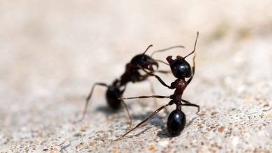 با مورچه‌ها درگیر نشوید؛ آن‌ها دشمنانشان را فراموش نمی‌کنند