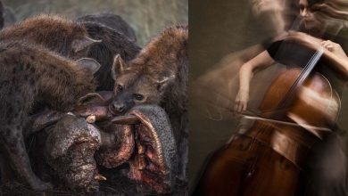 جامعه عکاسان، برترین‌ تصاویر سال را معرفی کرد