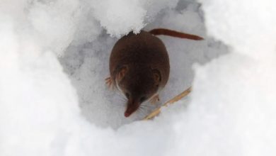 حشره‌خوارها چگونه با کوچک‌کردن مغزشان از سرما جان سالم به در می‌برند؟