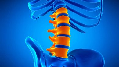 دانشمندان در آزمایشگاه یک ستون فقرات پرورش دادند