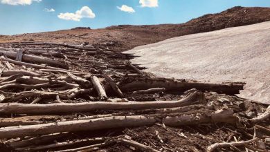 ذوب یخهای رشتهکوه راکی، جنگلی باستانی را از دل تاریخ بیرون کشید