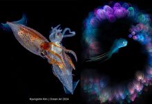 عکس‌هایی که نفس را بند می‌آورند؛ برندگان مسابقه عکاسی زیر آب