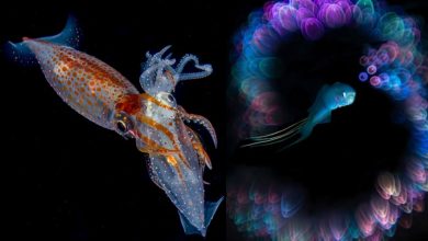 عکس‌هایی که نفس را بند می‌آورند؛ برندگان مسابقه عکاسی زیر آب