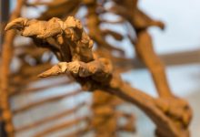 فسیلهای ۲۰ هزار ساله انسان ژاپنی در اصل بقایای خرس هستند