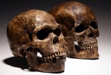 فقدان گروه خونی متنوع احتمالاً در انقراض نئاندرتالها نقش داشت