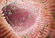 فیبر با باکتریهای خطرناک روده مقابله میکند