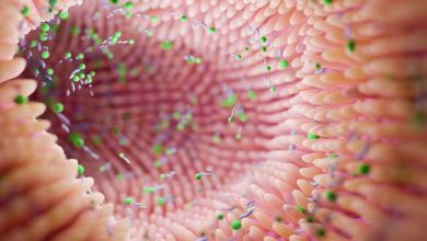 فیبر با باکتریهای خطرناک روده مقابله میکند