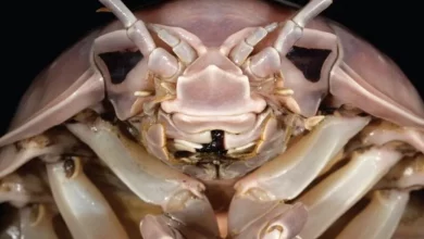 محققان نام شخصیت شرور جنگ ستارگان را روی گونهای ناشناخته از بندپایان قرار دادند