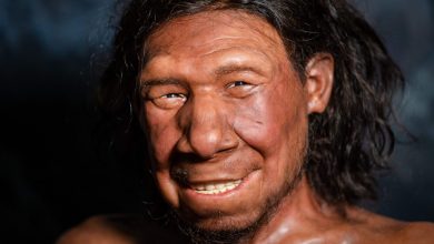 میراث ژنی نئاندرتالها، شکل دندانهای ما را تعیین کرده است