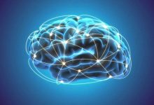 هوش به تمام ارتباطات مغز وابسته است