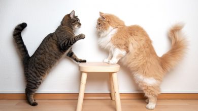 وقتی گربهها آینه هم میشوند: تقلید حالت چهره برای دوستی و بازی