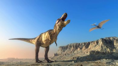 پاسخ به سوالی قدیمی: قدیمیترین دایناسورهای زمین کجا مدفون شدهاند؟