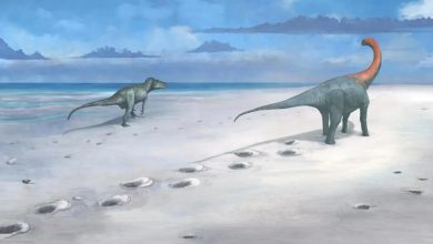 کشف بزرگراه دایناسورها در انگلستان: رونمایی از ردپای غولهای ۱۶۶ میلیون ساله
