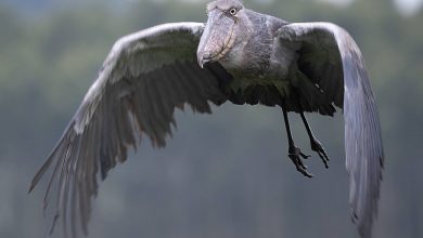 آیا پرندگان خزنده هستند؟