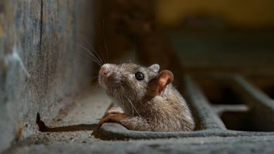 با گرمتر شدن شهرها موشها هم بیشتر میشوند